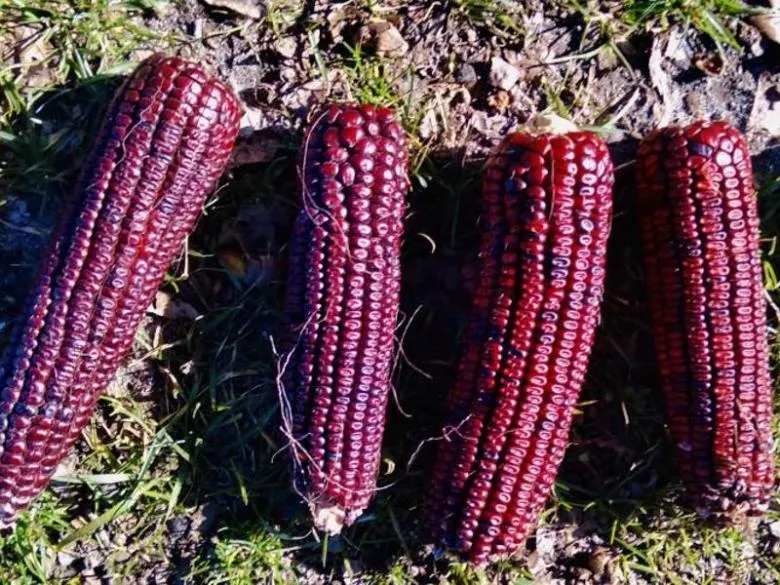 Jimmy Red Whole Kernel Corn - 1 lb