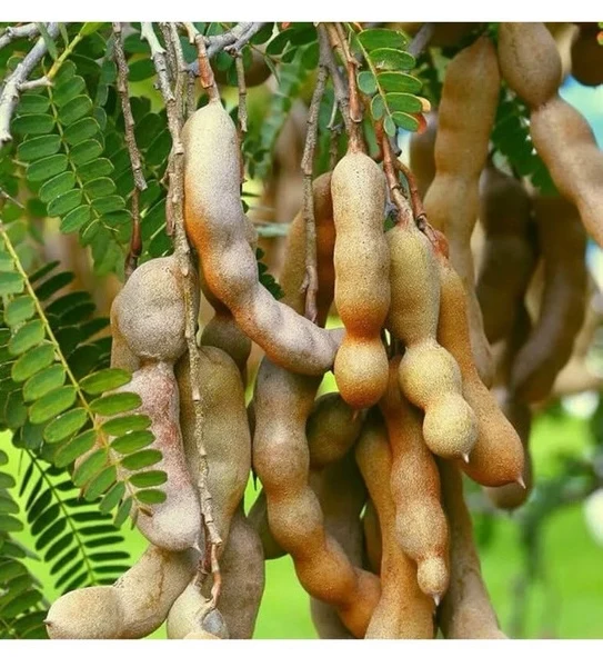 Tropical Delight, Premium Sweet Thai Tamarind, 350g