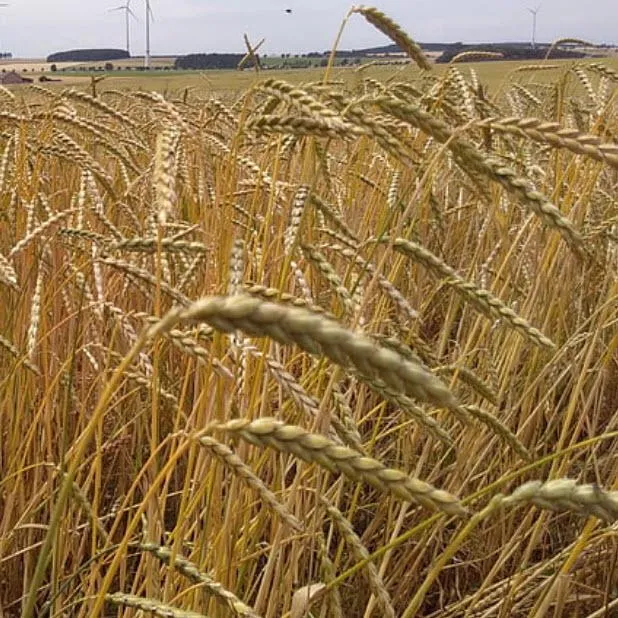 Bio-Dinkel Flocken 1 Kg