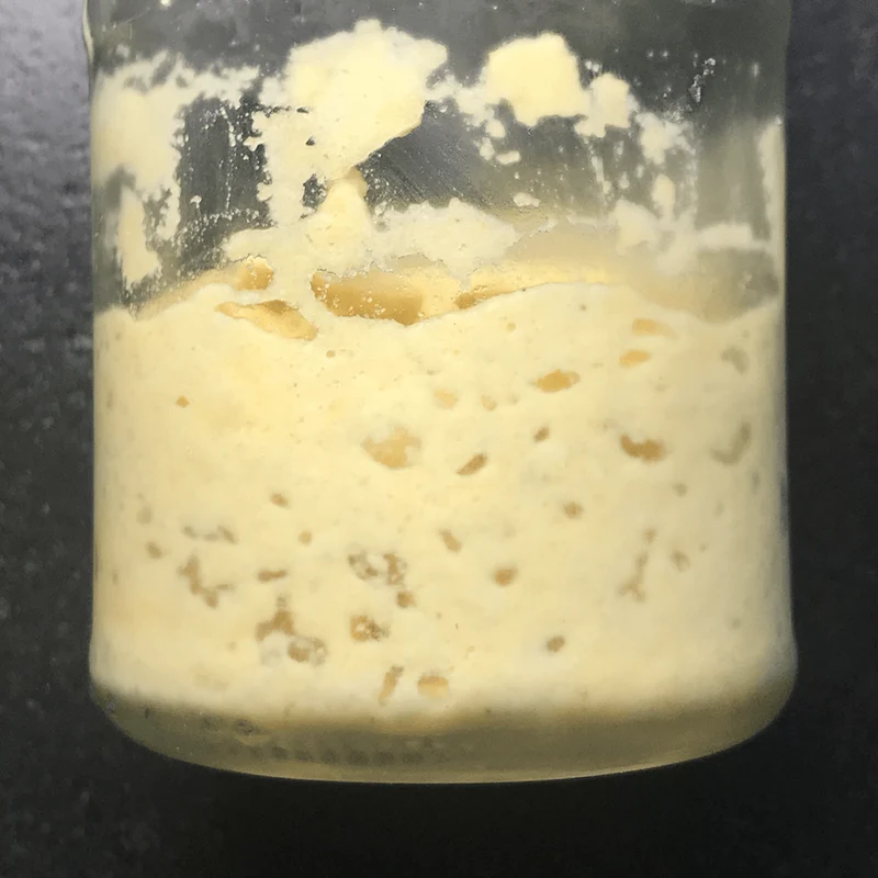 Sauerteig Anstellgut Glutenfrei (Maismehl)