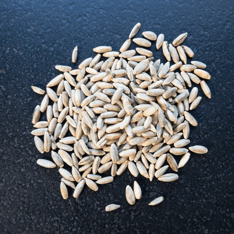 Bio-Roggen ganz