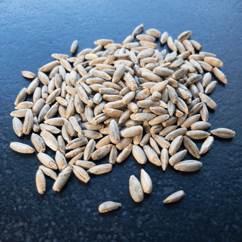 Bio-Roggen ganz